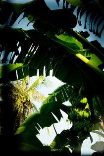 Banana jungle by mroppx