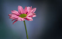 'Pink Chrysanthemum' von Toon van den Einde