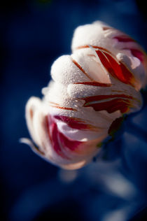 Drops White Flower by cinema4design