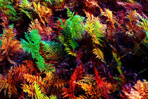 Ferns by Bill Covington