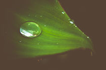 Raindrop on banana leaf by mroppx