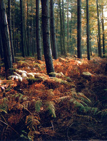 Galloway Forest von Bill Covington