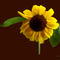 Sig-goldensunflower