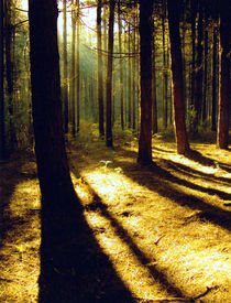 Ancient forest von Bill Covington