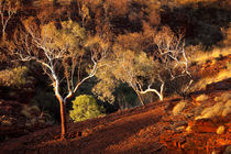 Eucalyptus trees in evening sunlight, Karijini National Park, Western Australia von Sara Winter