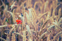 Wild Poppy in the Wheat Field von Vicki Field