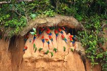 Papageien-Salzleckstelle im Amazonas Regenwald by Mellieha Zacharias