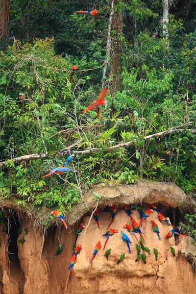 Amazonas-schwarm-papageien-5