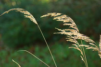 Gräser im Wind, grasses in the wind by Sabine Radtke