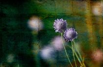 blaue Blumen by Sonja Losberg
