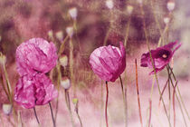 Pink Poppy 2 by Sonja Losberg