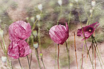 Pink Poppy 1 by Sonja Losberg