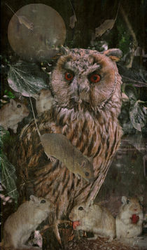 The Owls Dream von Chris Berger