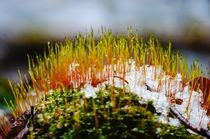 Shiny Winter Moss by Thomas Matzl
