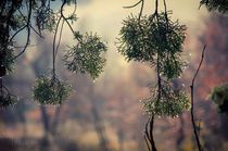 aghi di pino d'inverno al sole von Federico C.