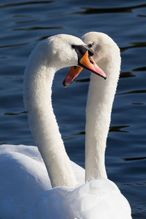 Courting Swans von David Pyatt