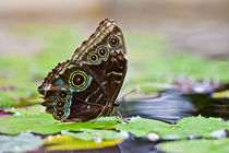 Blue Morpho on the pond 2 by Paul Anguiano