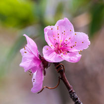 Peach Blossoms von Paul Anguiano