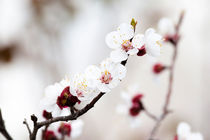Popcorn popping on my apricot tree by Paul Anguiano