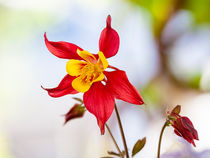 Red and Yellow Columbine by Paul Anguiano