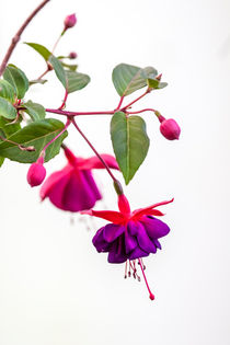 Fuchsia von Paul Anguiano