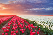 Rows of colourful tulips at sunrise in The Netherlands by Sara Winter