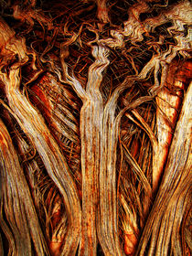 Palm Tree by Bill Covington