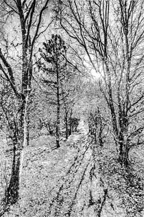 Monochrome Snow Forest Art von David Pyatt