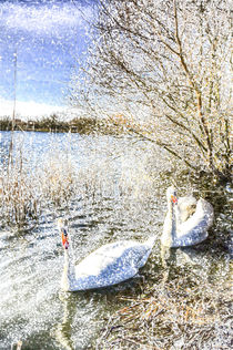 Snow Swans Art by David Pyatt