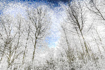 The Snow Forest Art von David Pyatt
