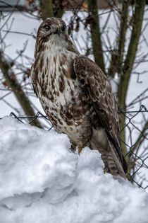 The first snow - Buzzard by Chris Berger