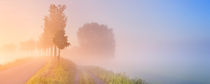 'Foggy sunrise in typical polder landscape in The Netherlands' by Sara Winter