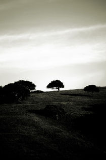 Der kleine Baum auf dem Hügel by Bastian  Kienitz
