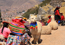 Alpakas in Peru mit Inkafrauen by Mellieha Zacharias