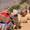 Peru-cusco-alpaka