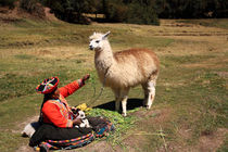 Alpaka in Peru mit Inkafrau by Mellieha Zacharias