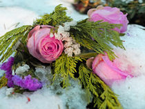 Rosen im Schnee by Eva Dust