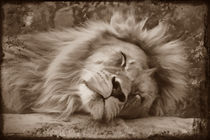 Schlafender Löwe von darlya