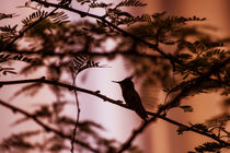 Hummingbird Sunset von cinema4design