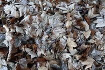 Feuilles mortes by heiko13