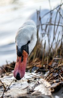 Swan by Katja Bartz