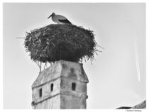 ~White Stork on Chimney~ von Sandra  Vollmann