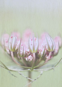 Doldenblütler by Josephine Mayer-Hartmann