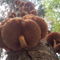 Armillaria-autumn-on-a-tree-trunk