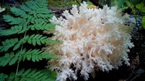 Hericium coralloid von Yuri Hope