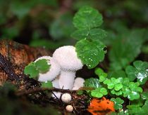 Forest fairy tale von Yuri Hope