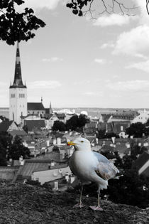 Tallinn by kamaku