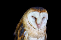 The Barn Owl by Vicki Field