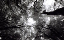 Forest Canopy von Bill Covington