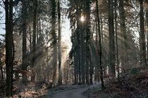 Licht im Wald 2 by Bruno Schmidiger